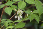 American bladdernut